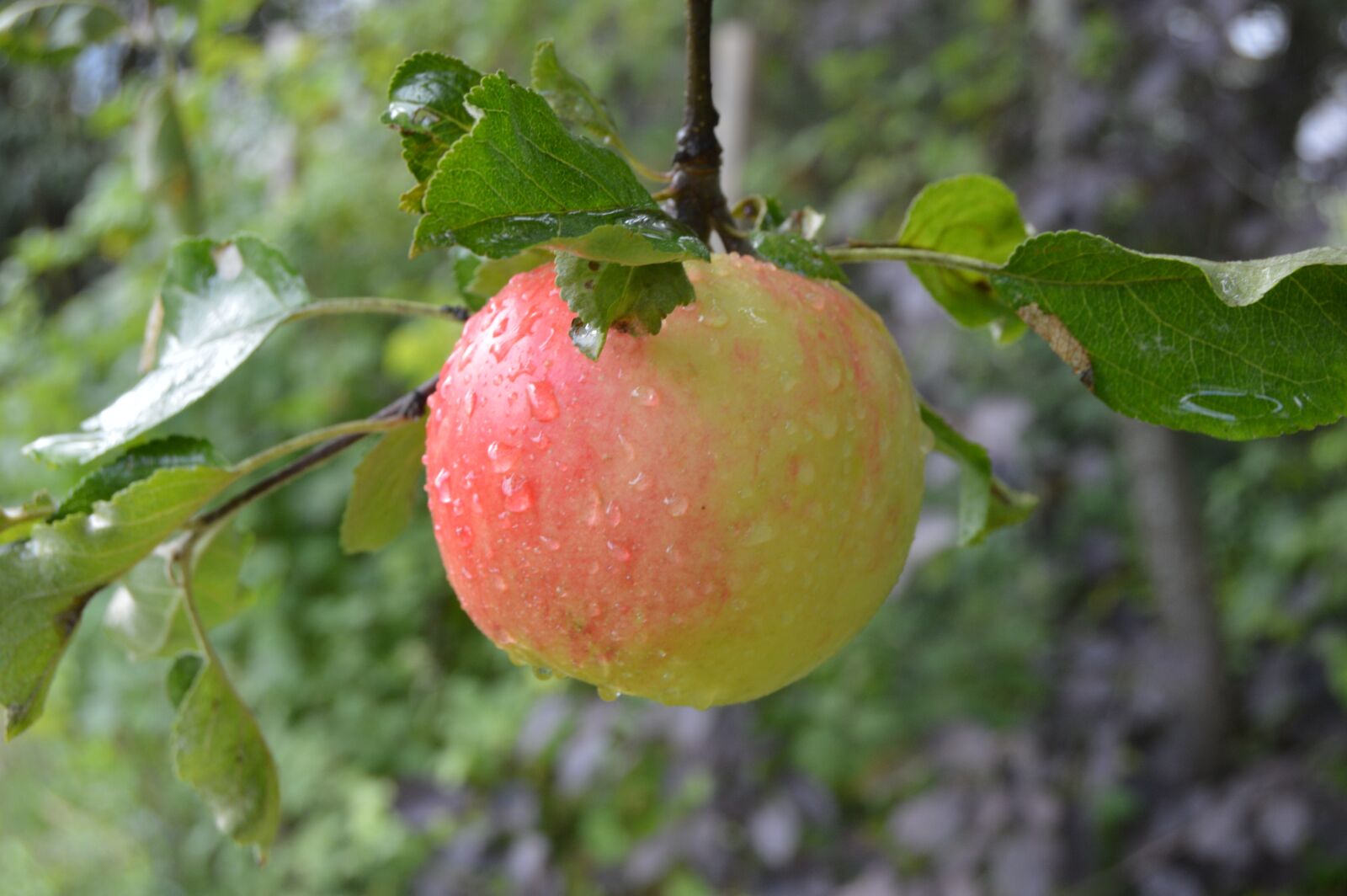Nikon D3200 sample photo. Apple, tree, apple tree photography