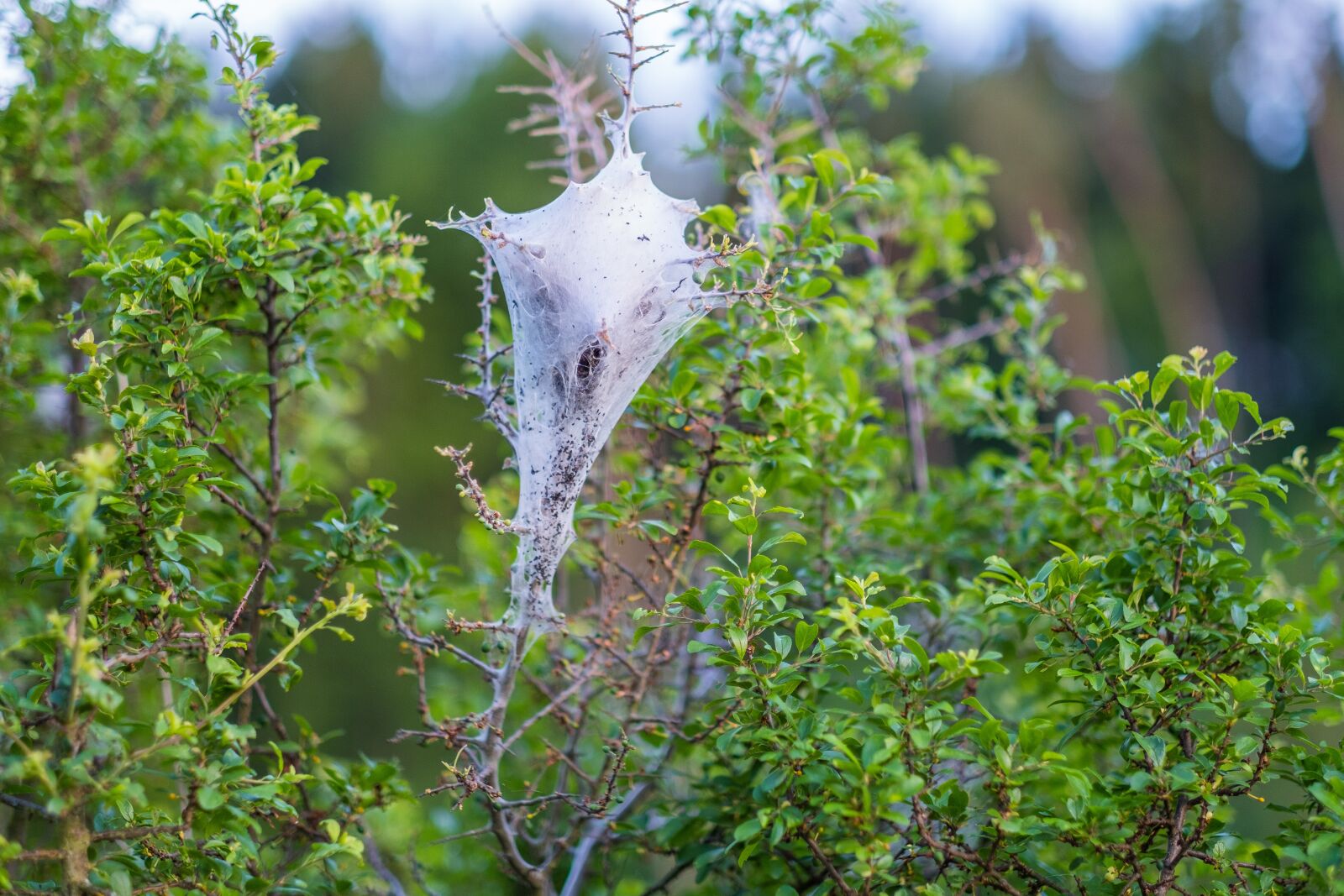 Fujifilm X-T2 + Fujifilm XF 56mm F1.2 R sample photo. Nature, tree, plant photography