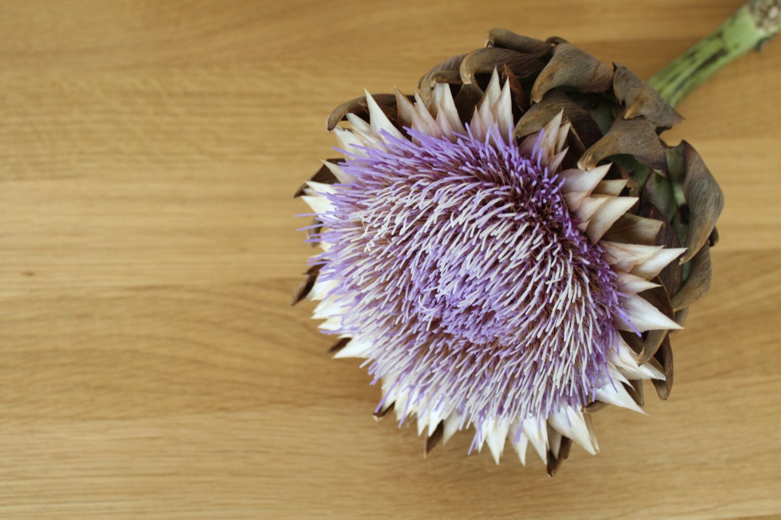 Canon EOS 450D (EOS Rebel XSi / EOS Kiss X2) sample photo. Artichoke, artichoke flower, still photography