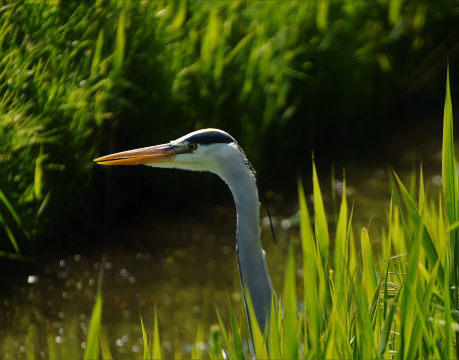 Nikon D3300 sample photo. Hellevoetsluis, heron, ditch photography
