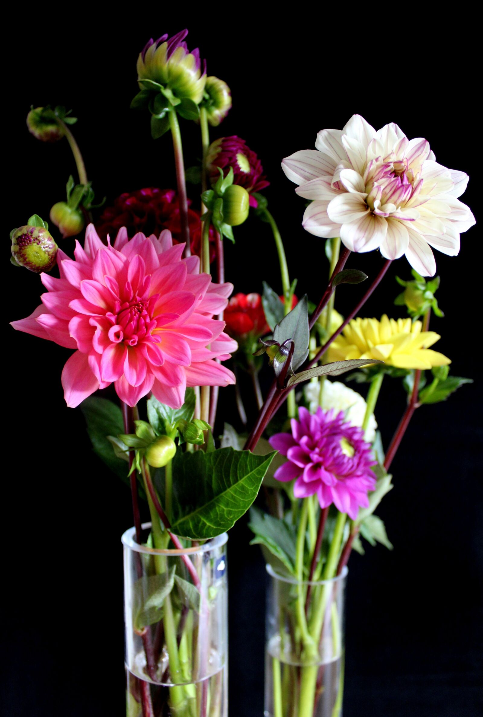 Canon EOS 1300D (EOS Rebel T6 / EOS Kiss X80) sample photo. Dahlias, flowers, vase photography