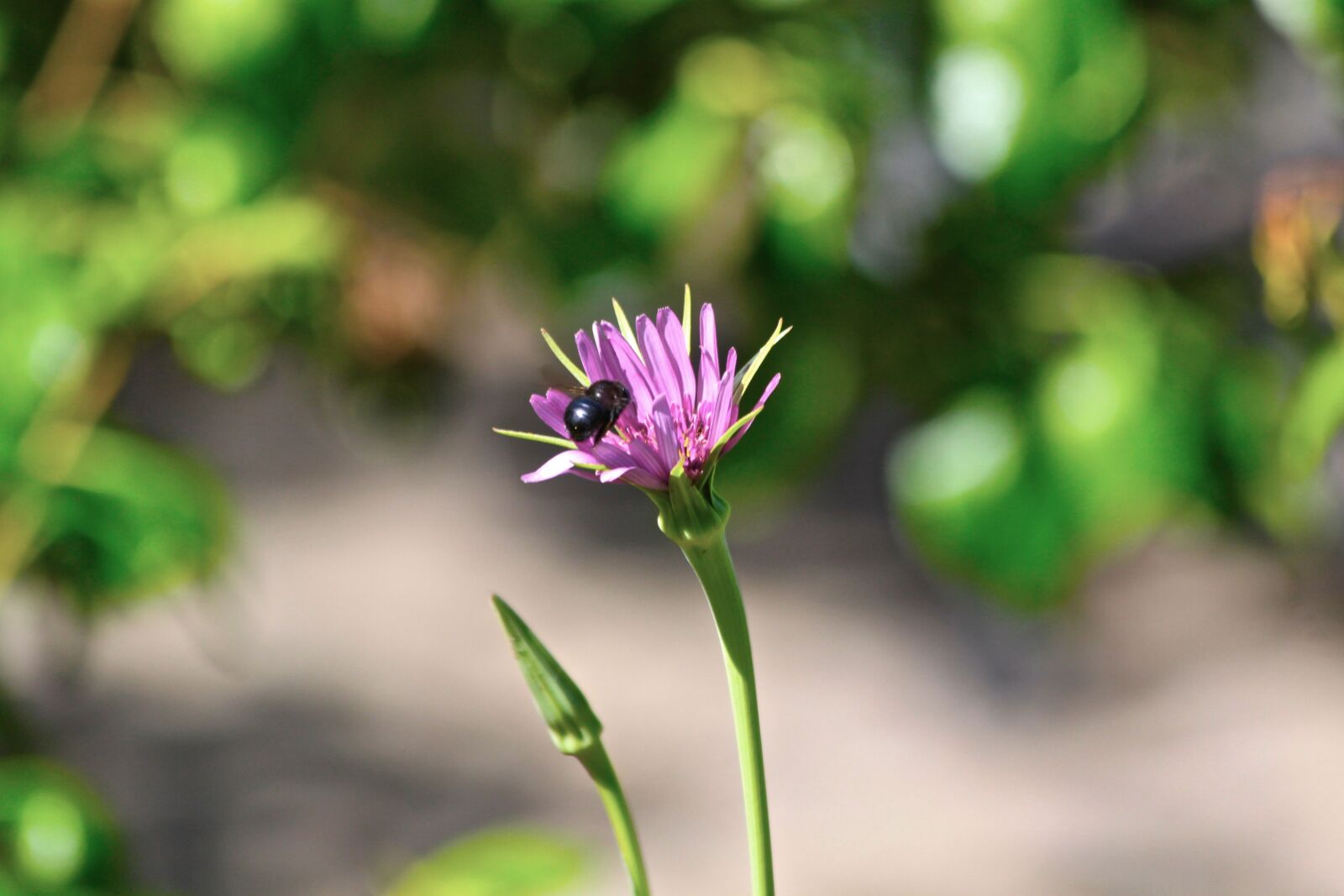 Canon EOS 500D (EOS Rebel T1i / EOS Kiss X3) sample photo. Bee, nature, leaf photography