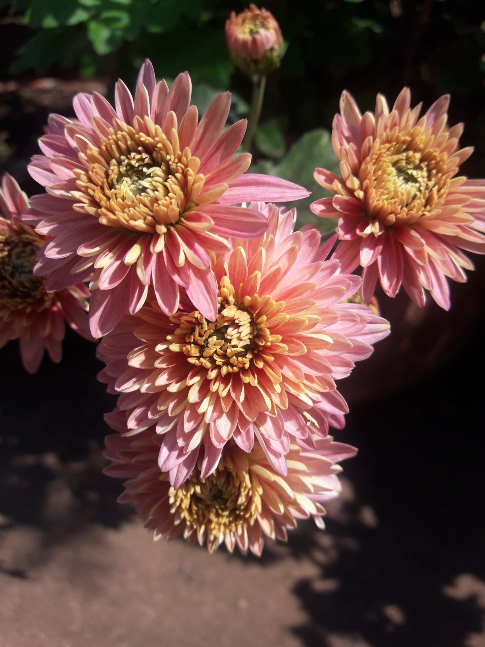Samsung Galaxy J7 Neo sample photo. Pink, garden, blossom photography