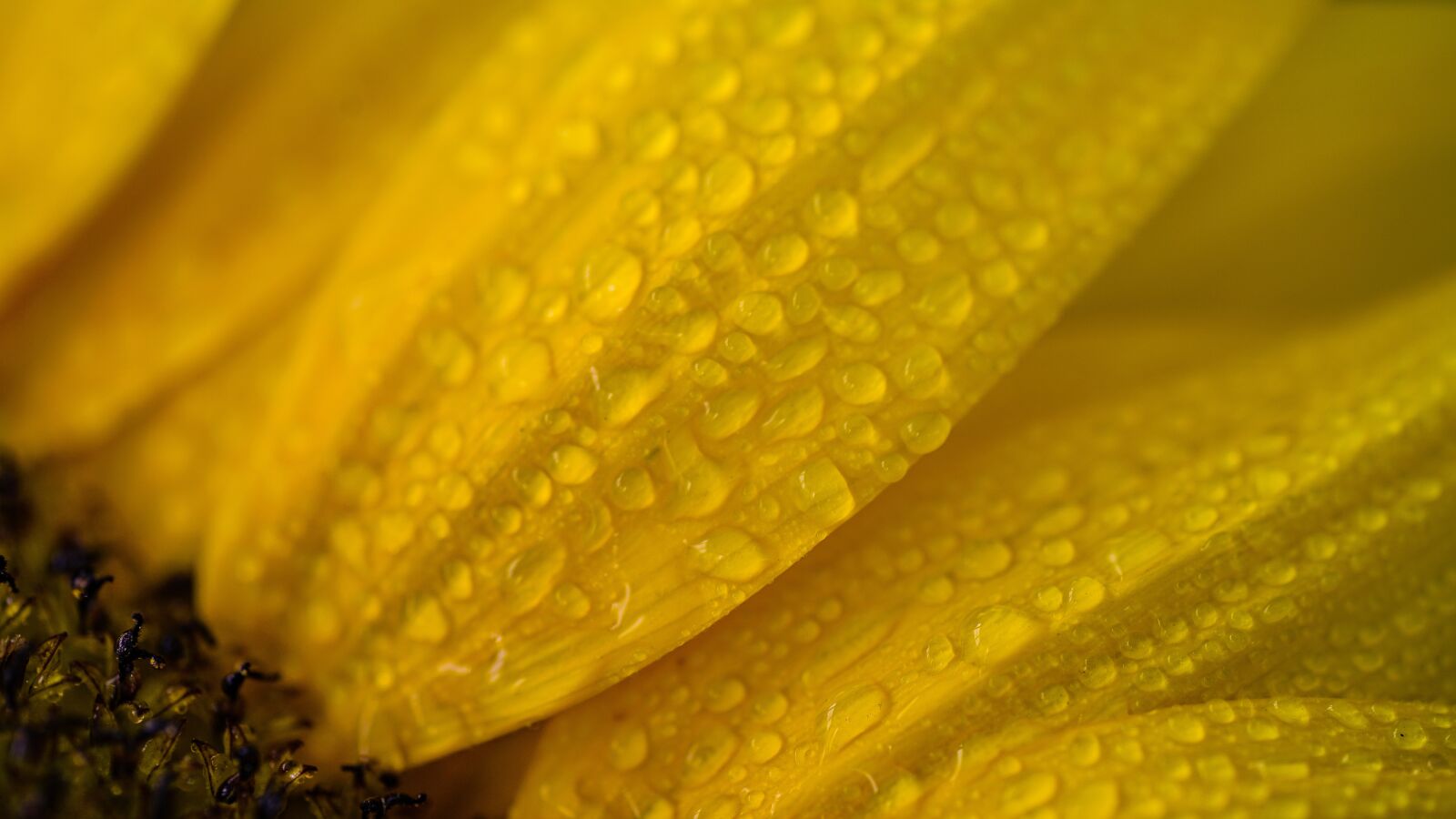Sony a7 II + Sony FE 90mm F2.8 Macro G OSS sample photo. Flower, sunflower, yellow photography