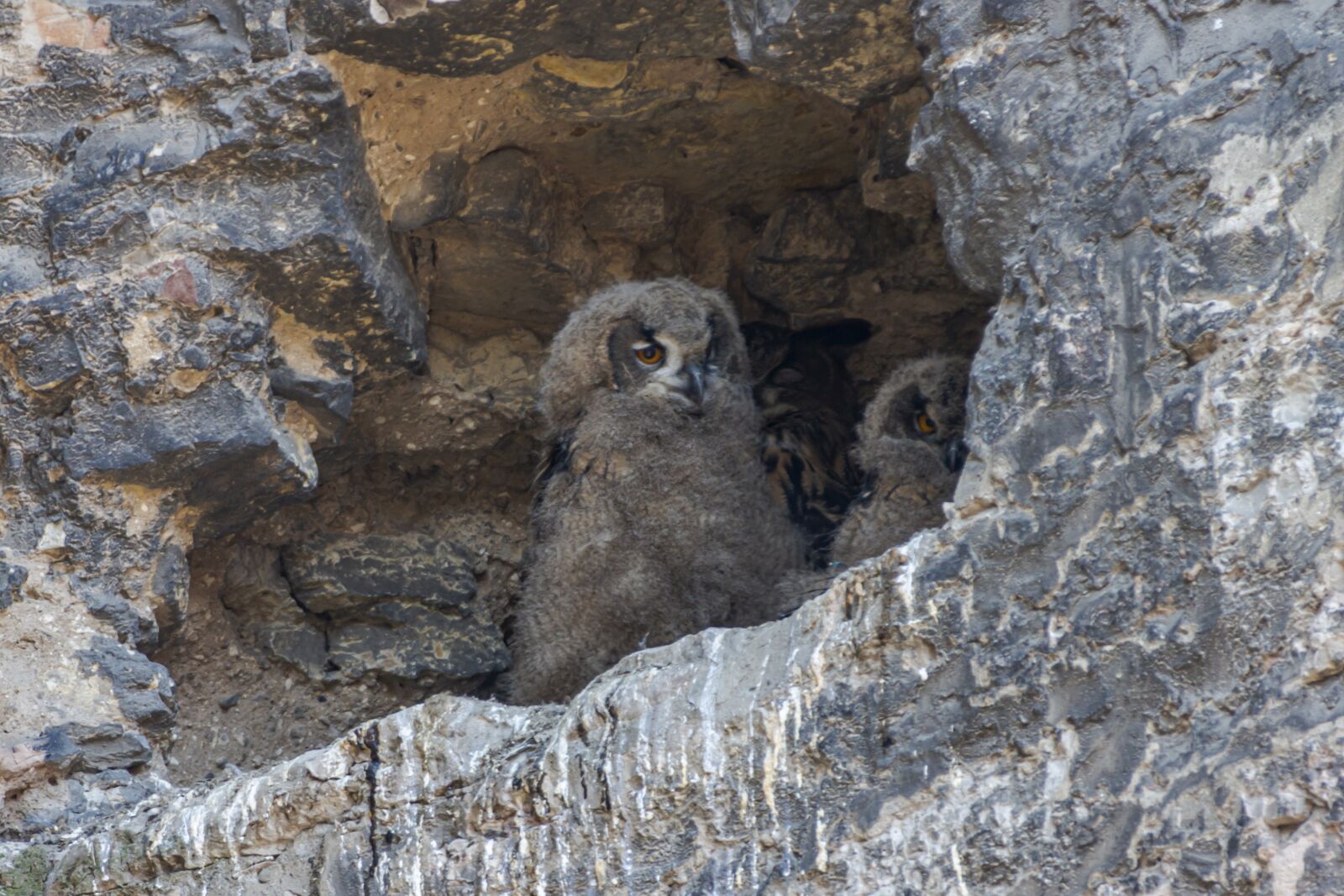 Canon EOS 650D (EOS Rebel T4i / EOS Kiss X6i) sample photo. Bird, owls, bird of photography