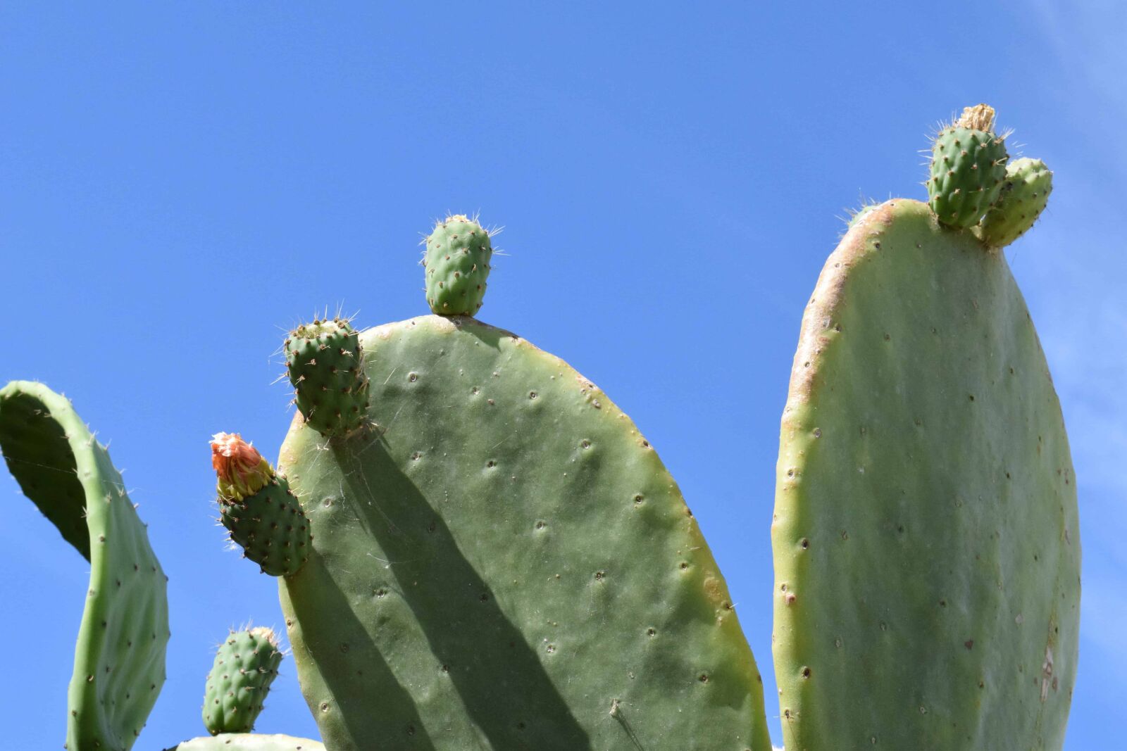 Nikon D3300 sample photo. Nature, sky, cactus, sharp photography