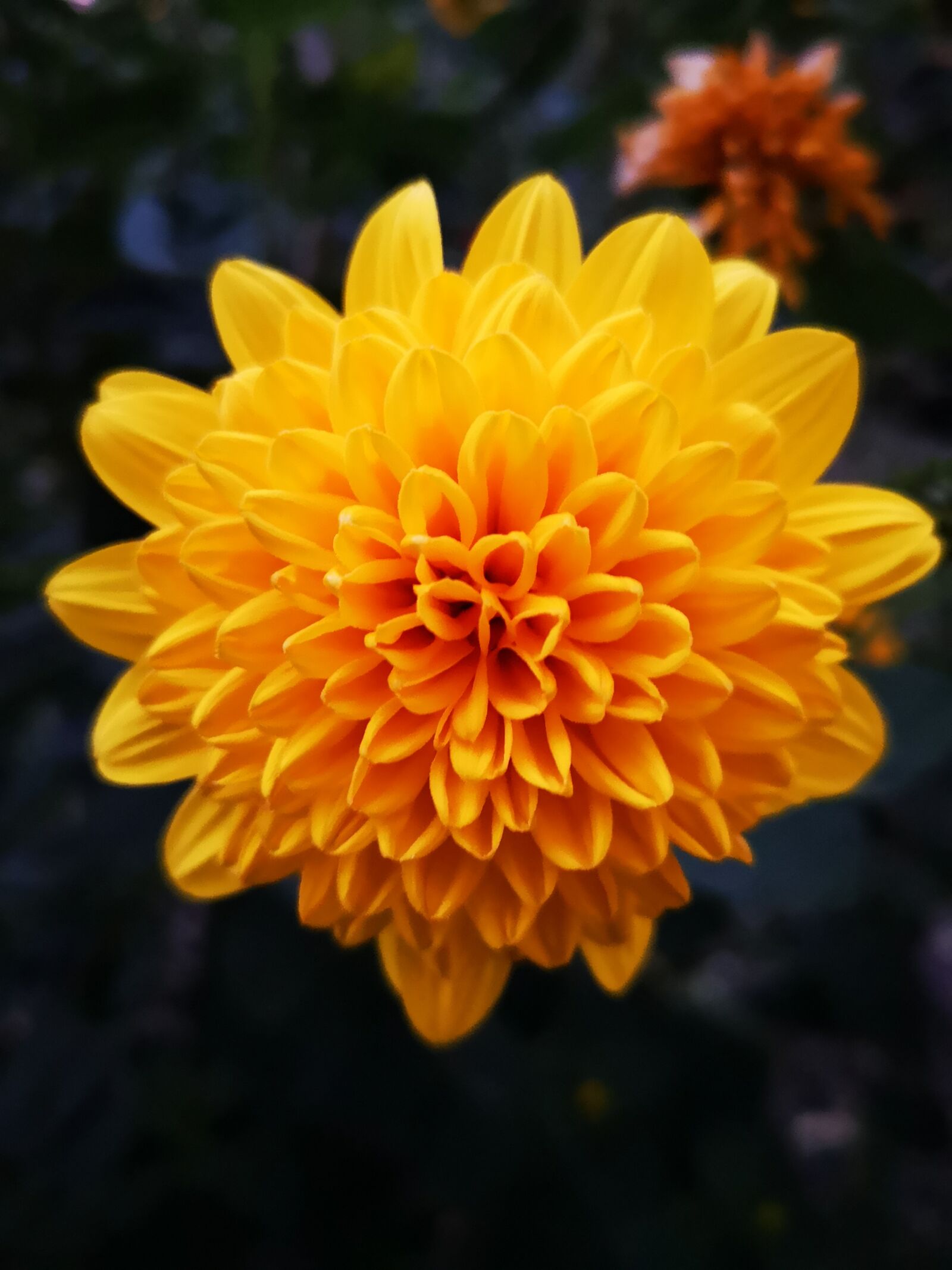 HUAWEI CLT-L29 sample photo. Flower, petals, garden photography