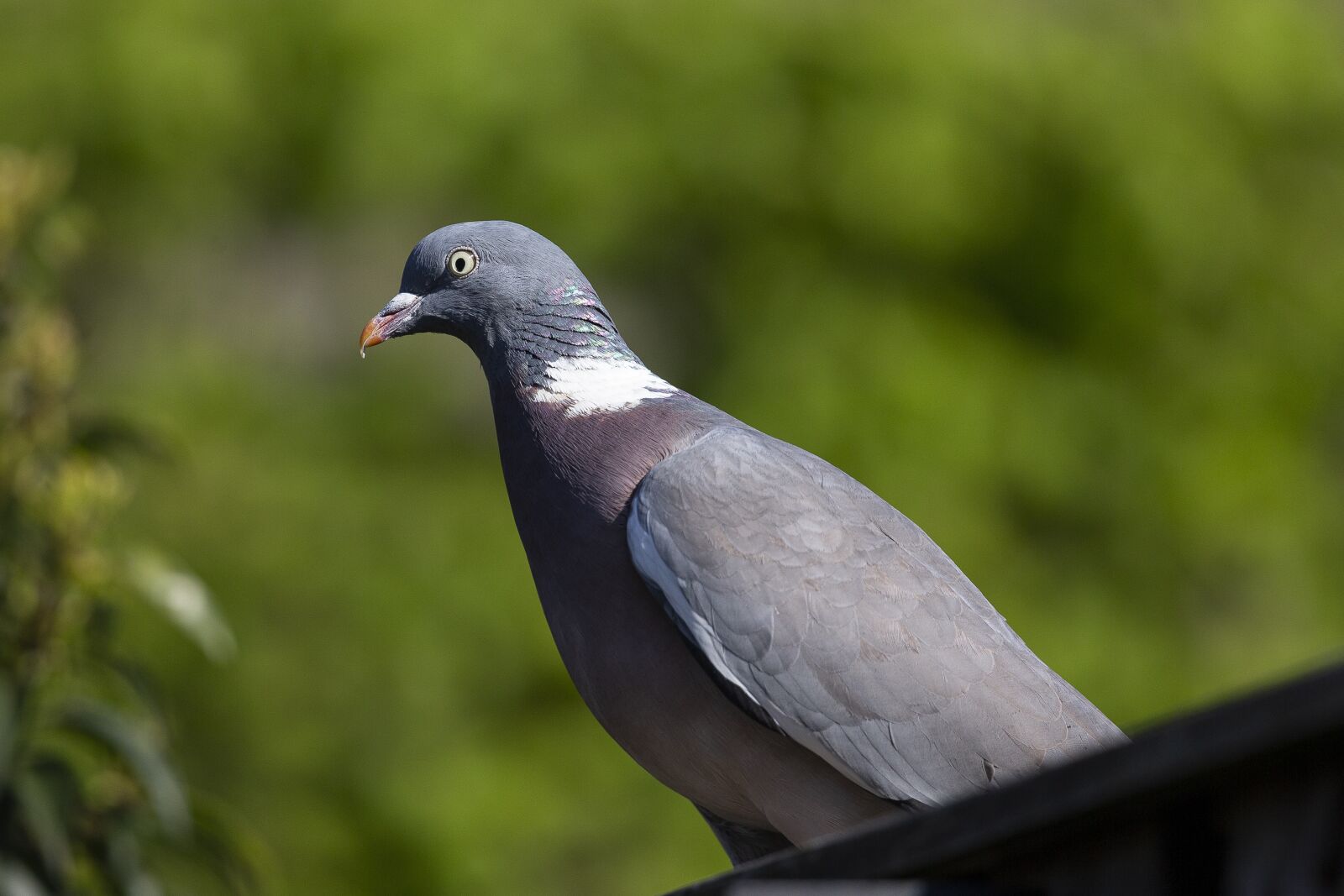 Canon EOS-1D X sample photo. Pigeon, bird, animal photography