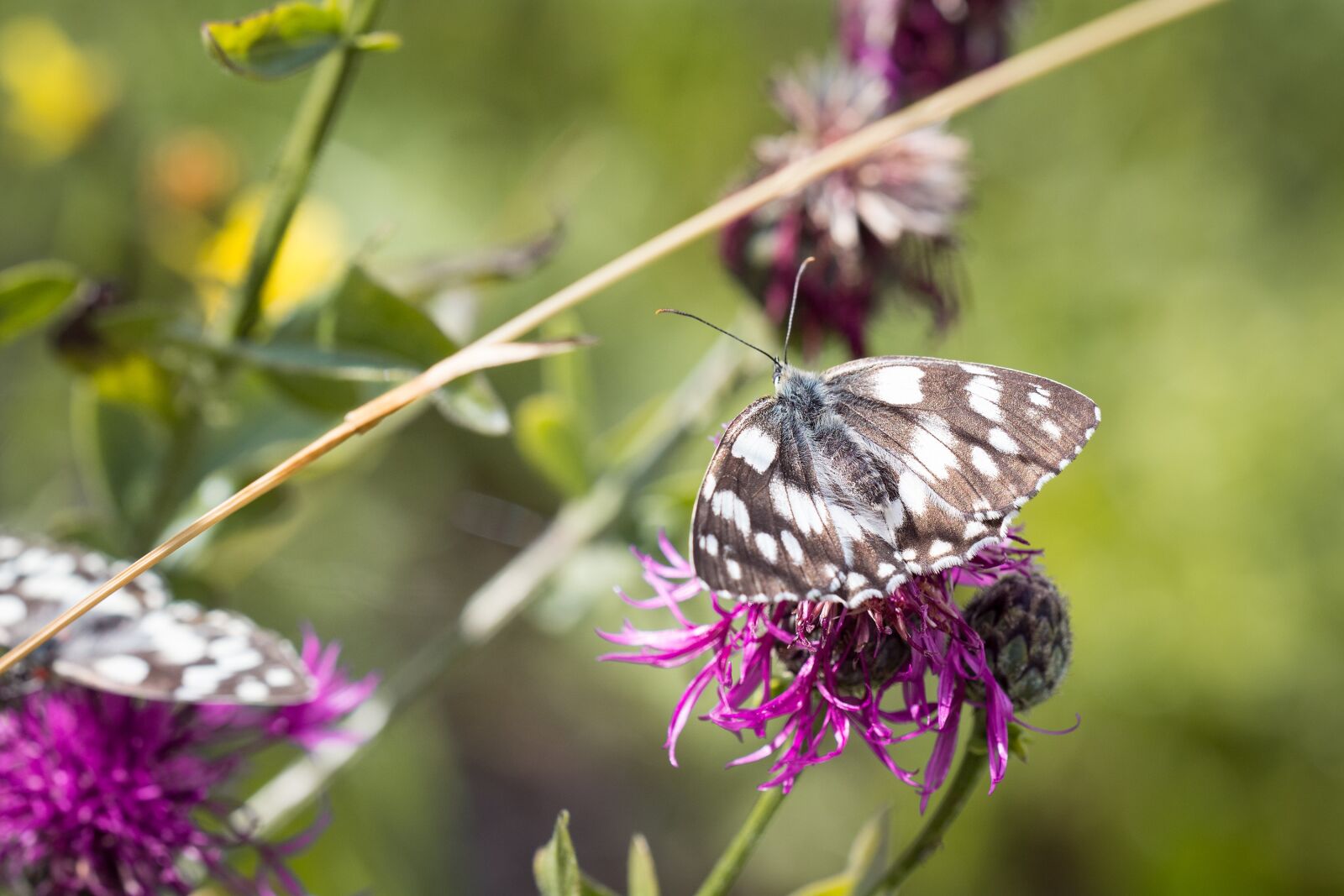 Nikon D7100 sample photo. Meadow, flower meadow, colorful photography