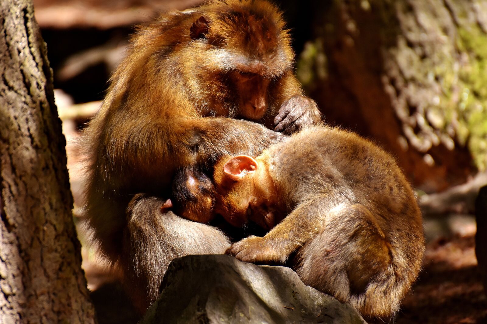 Nikon D7200 sample photo. Ape, baby monkey, loving photography