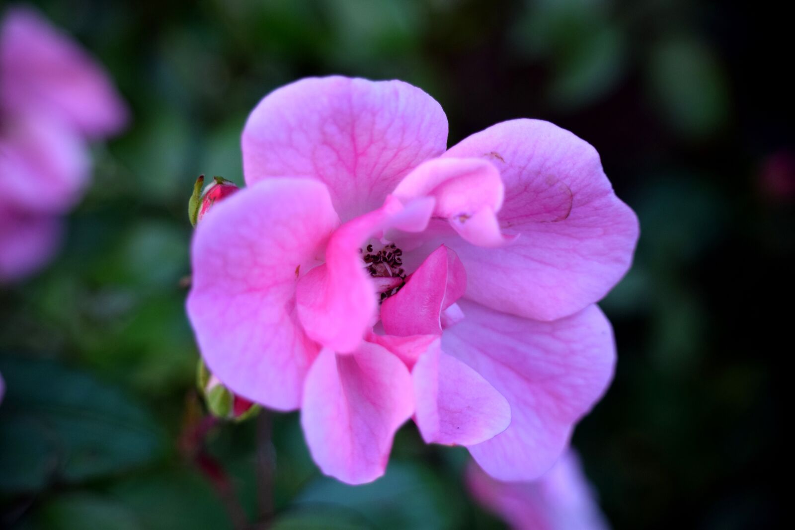 Nikon D5300 sample photo. Rose, pink, close up photography