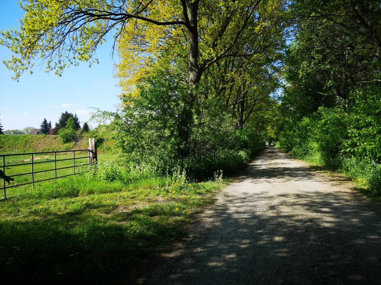HUAWEI CLT-L29 sample photo. Forest, sun, landscape photography