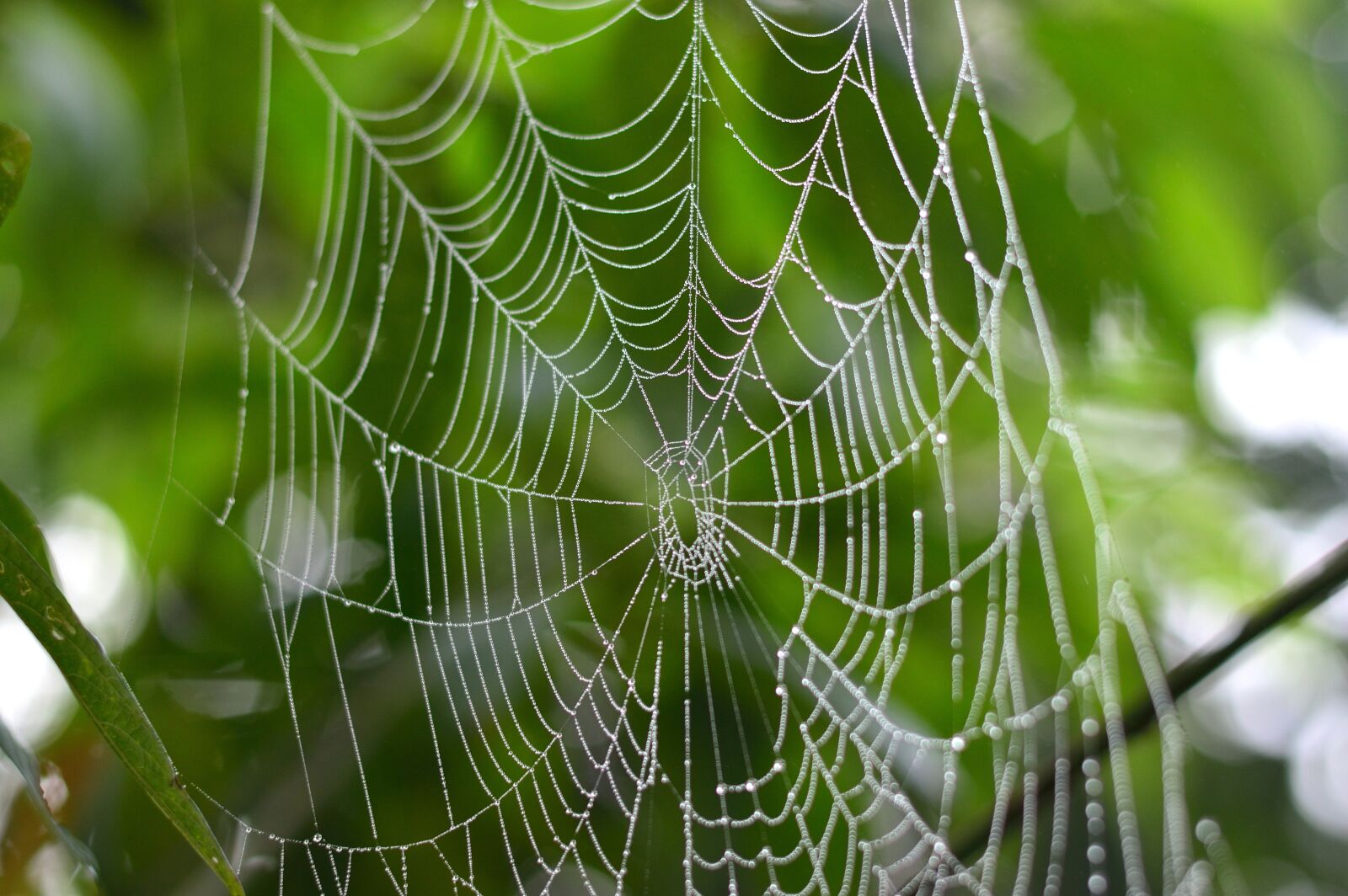 Nikon D3200 sample photo. Spider, web, nature photography