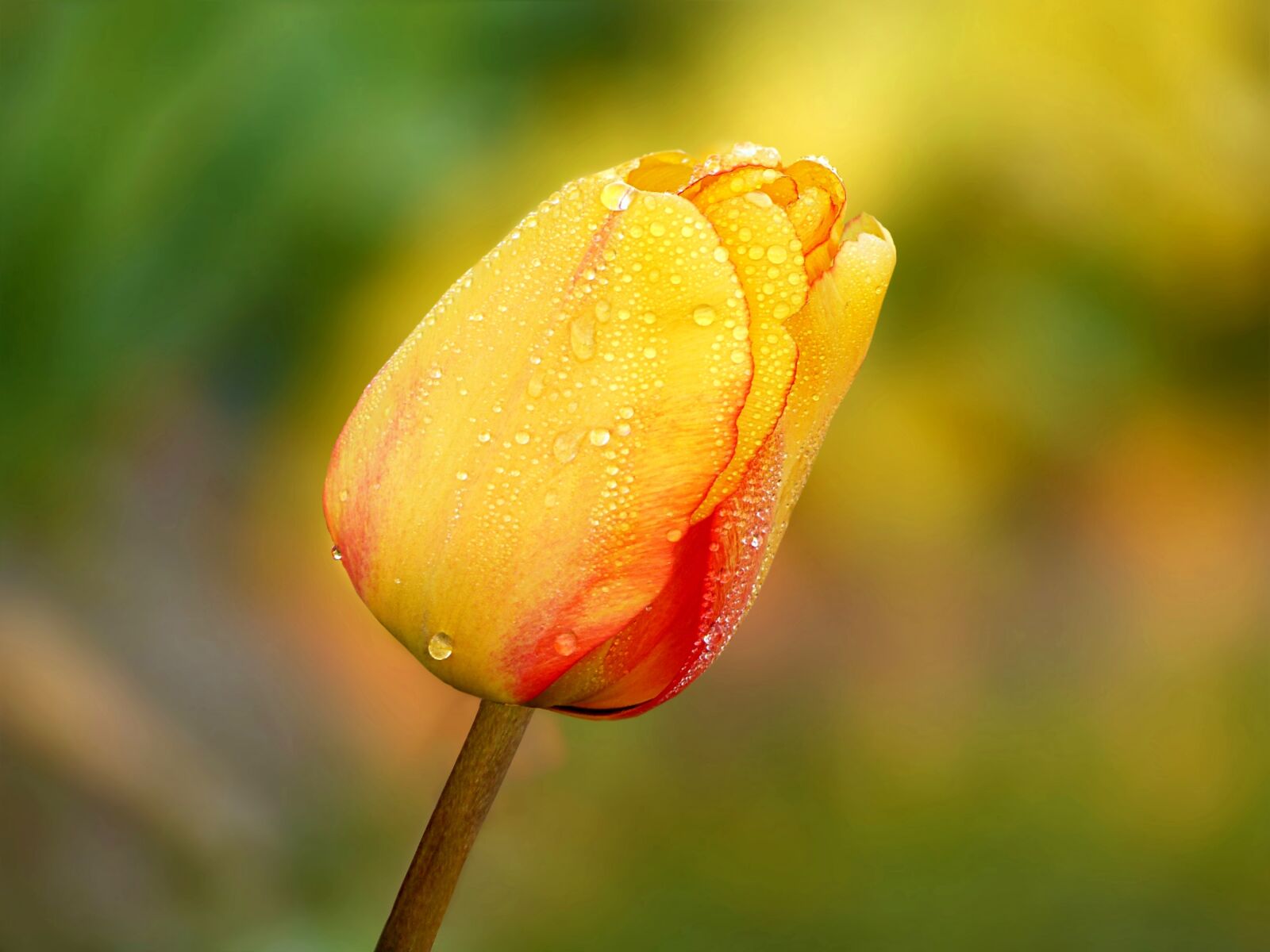 Panasonic Lumix DMC-FZ200 sample photo. Plant, flower, tulip photography