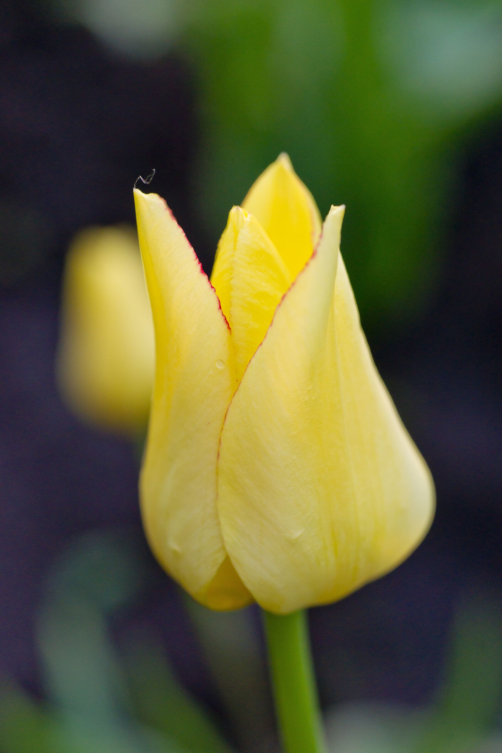 Sony Alpha DSLR-A850 sample photo. Flower, tulip, yellow photography