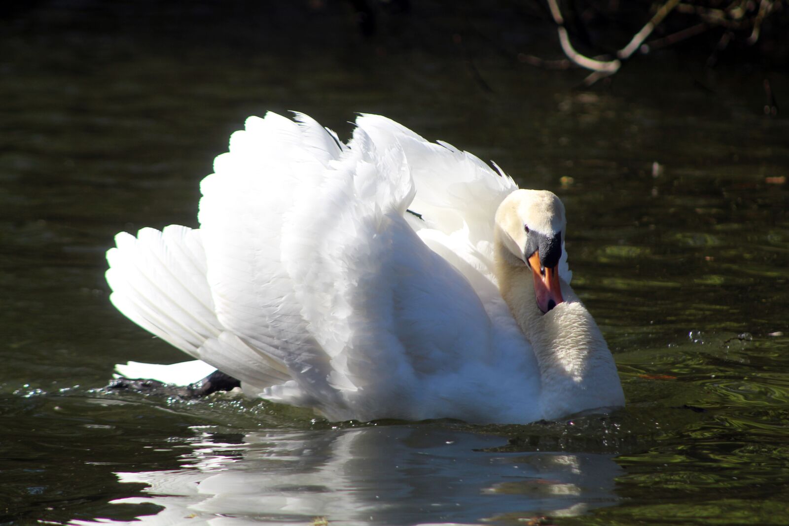 Canon EOS 4000D (EOS Rebel T100 / EOS 3000D) sample photo. Swan, animal, water photography