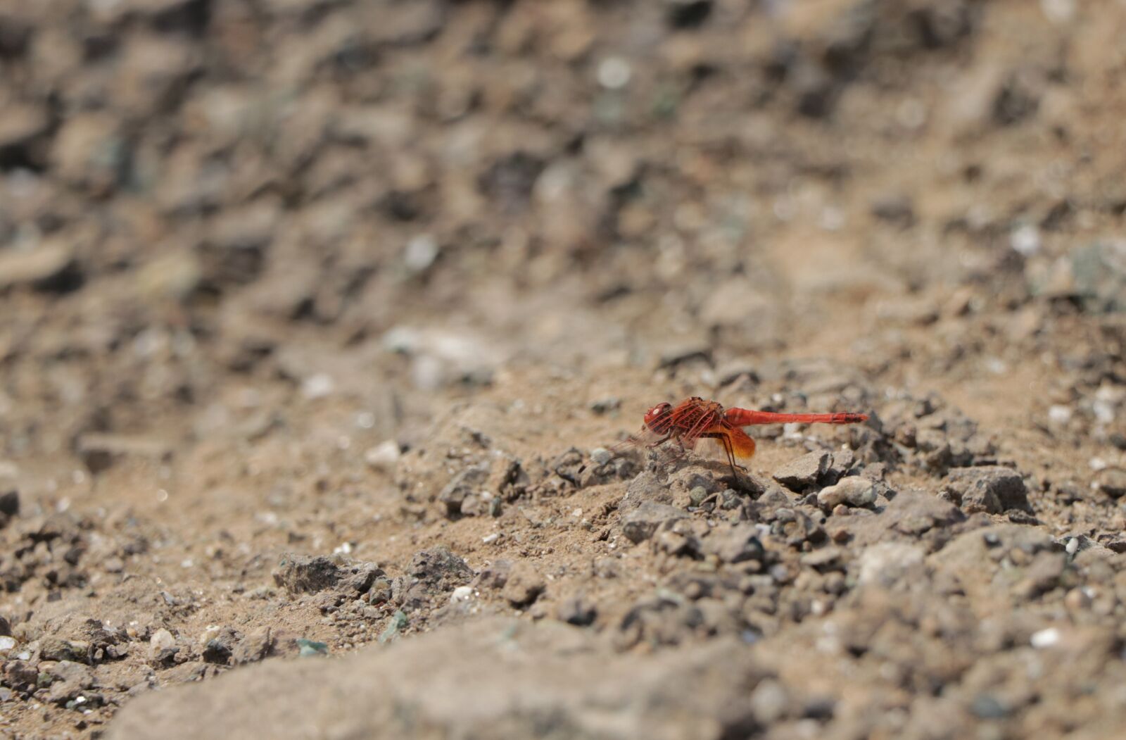 Canon EF-S 18-135mm F3.5-5.6 IS USM sample photo. Nature, sand, little photography