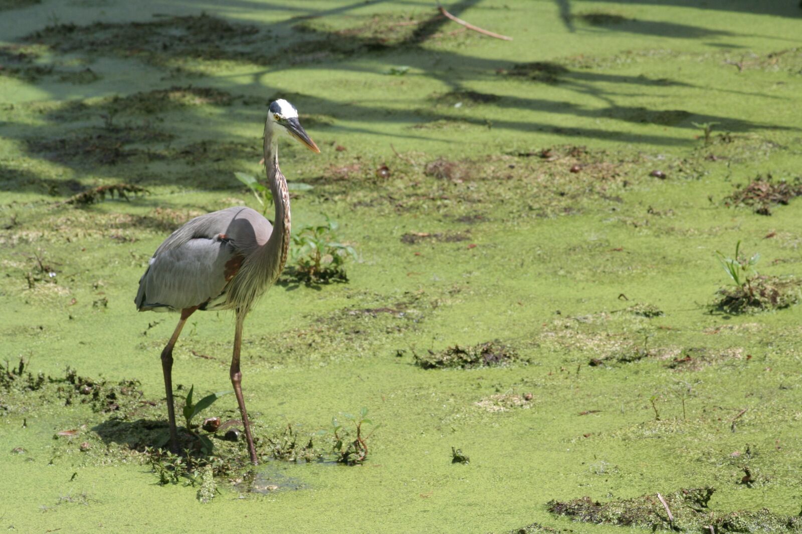 Canon EOS 350D (EOS Digital Rebel XT / EOS Kiss Digital N) sample photo. Bird, nature, swamp photography