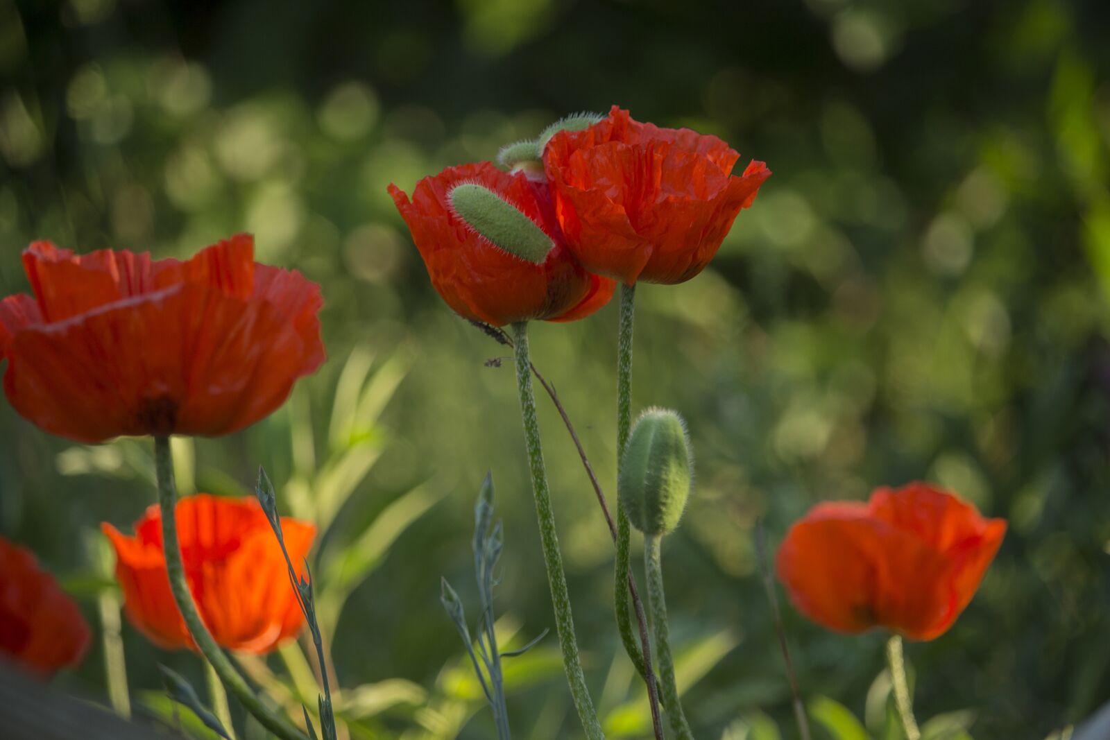 Canon EOS 700D (EOS Rebel T5i / EOS Kiss X7i) sample photo. Poppies, summer, heat photography