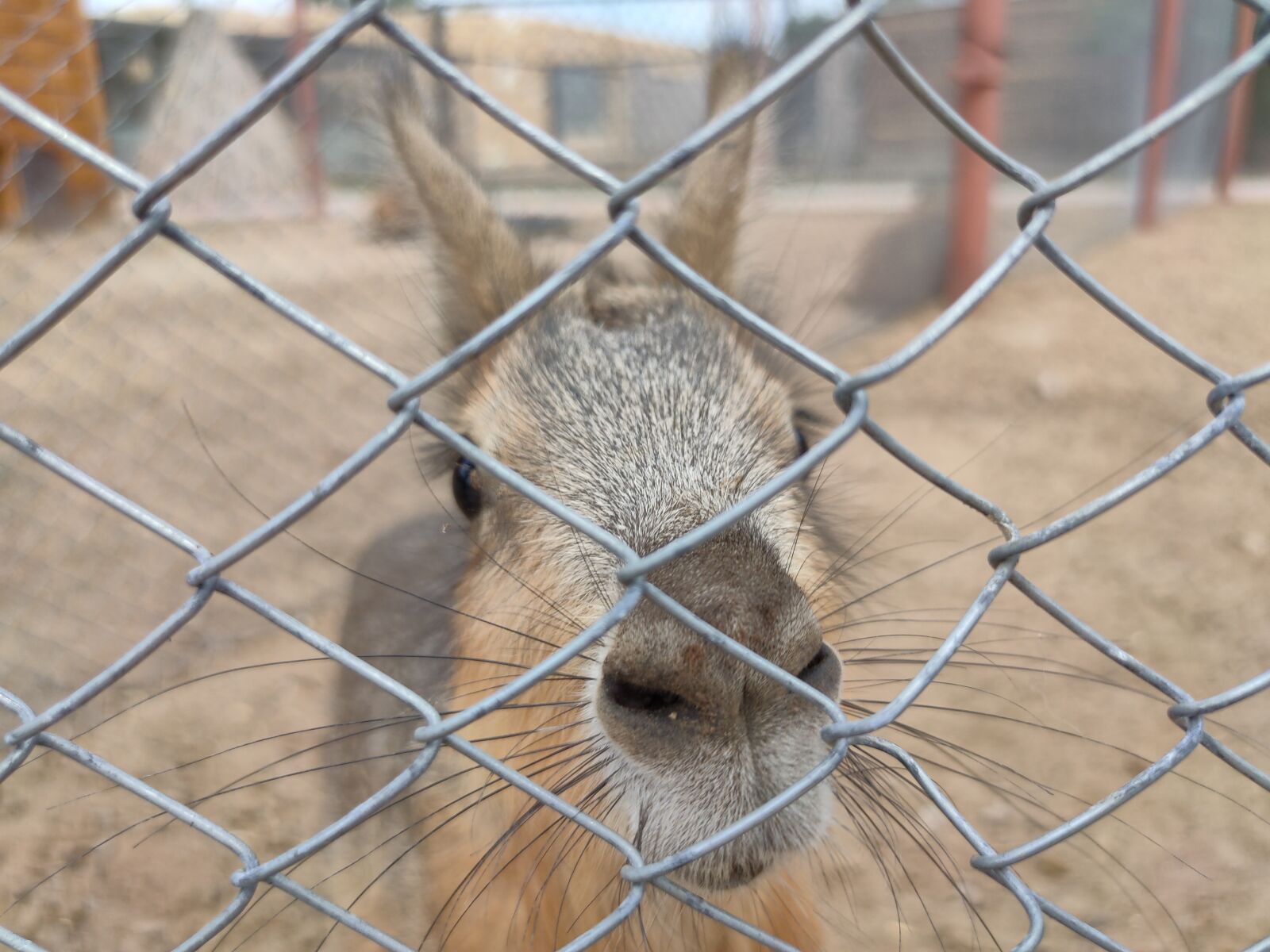 Realme XT sample photo. Capybara, zoo, animals photography