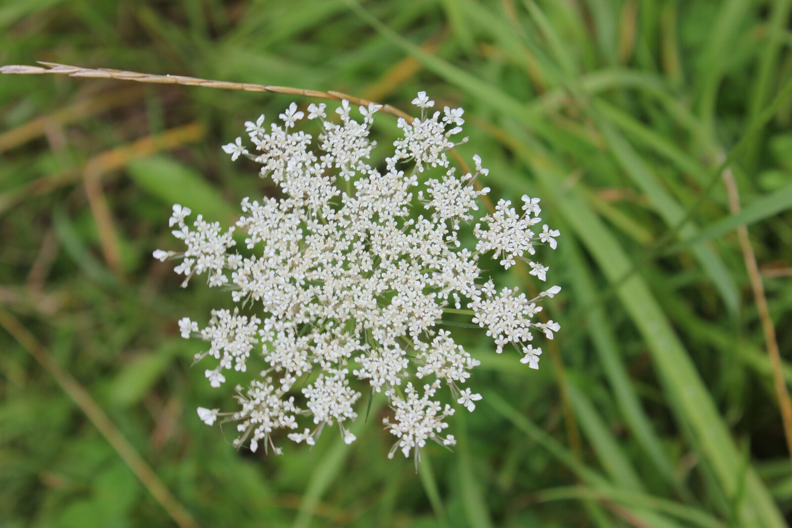 Canon EOS 550D (EOS Rebel T2i / EOS Kiss X4) sample photo. Fields, wild flowers, flora photography