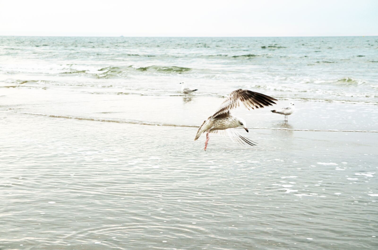 Canon EOS 700D (EOS Rebel T5i / EOS Kiss X7i) sample photo. Flying, seagulls, gulls photography