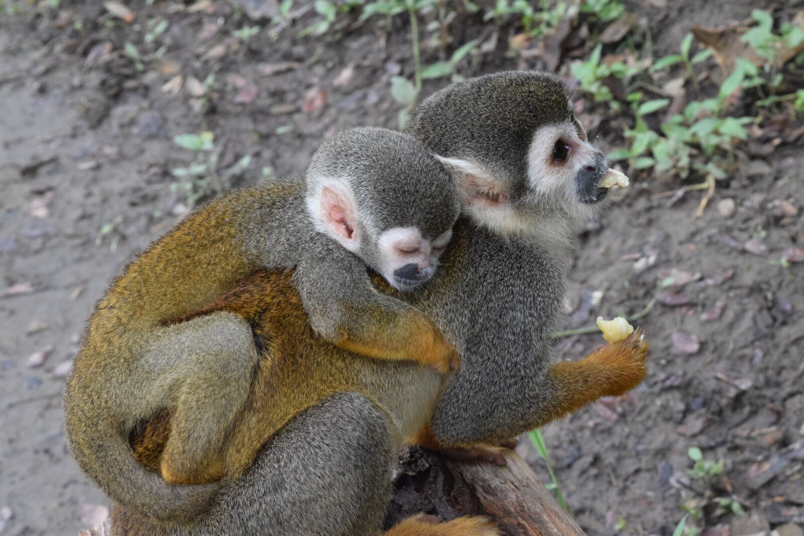 Nikon D3300 sample photo. Monkeys, baby, wildlife photography
