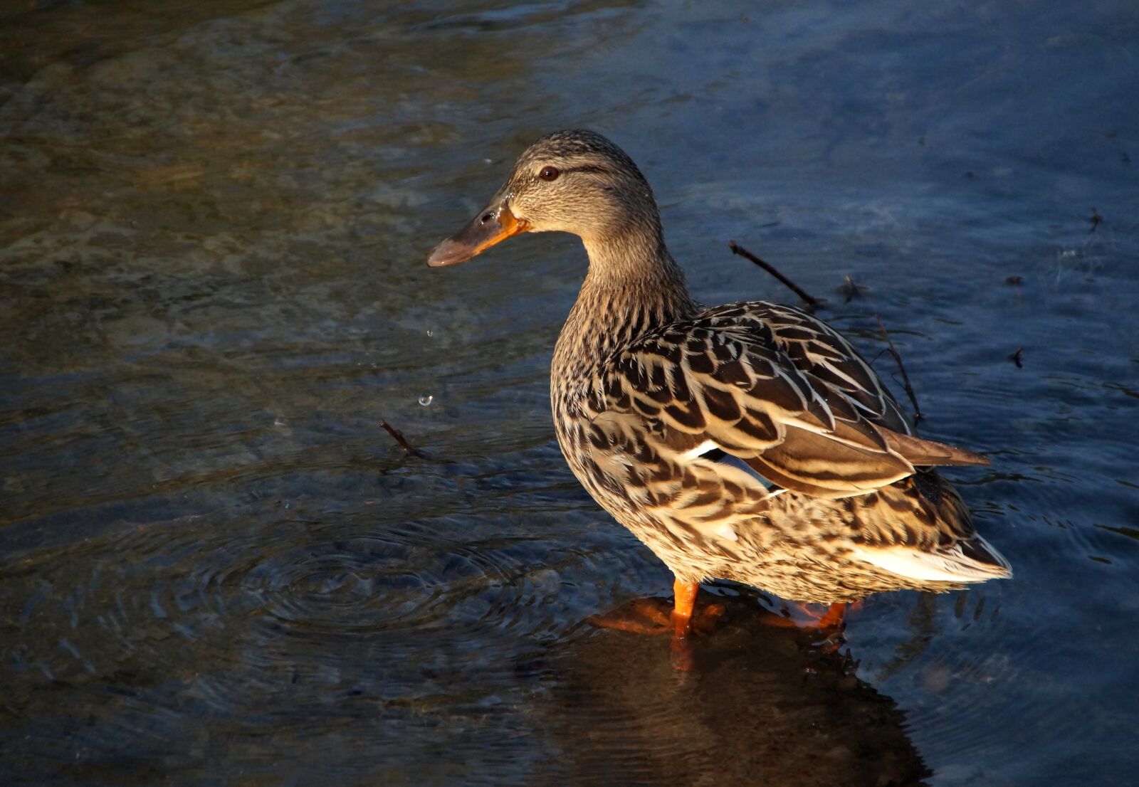 Sony SLT-A58 sample photo. Mallard, water, plumage photography
