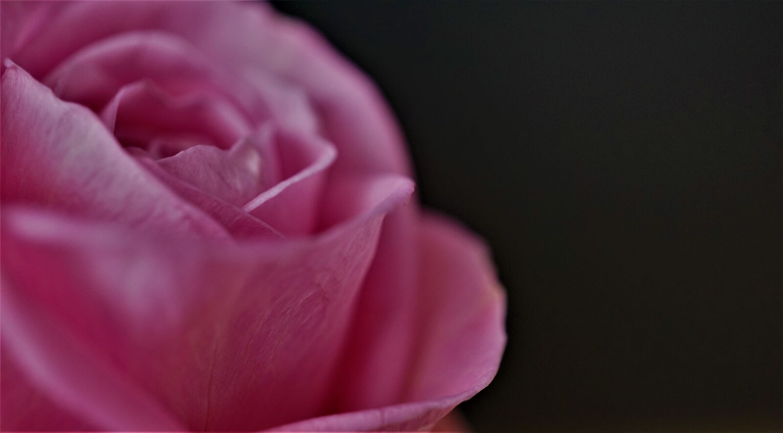Sony a6000 sample photo. Rose, beauty, blossom photography