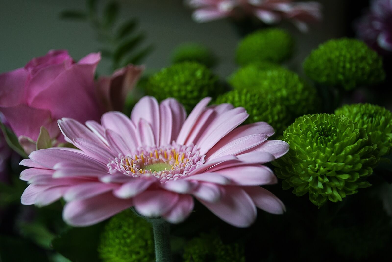 Nikon D3000 sample photo. Flower, margriet, flowers photography