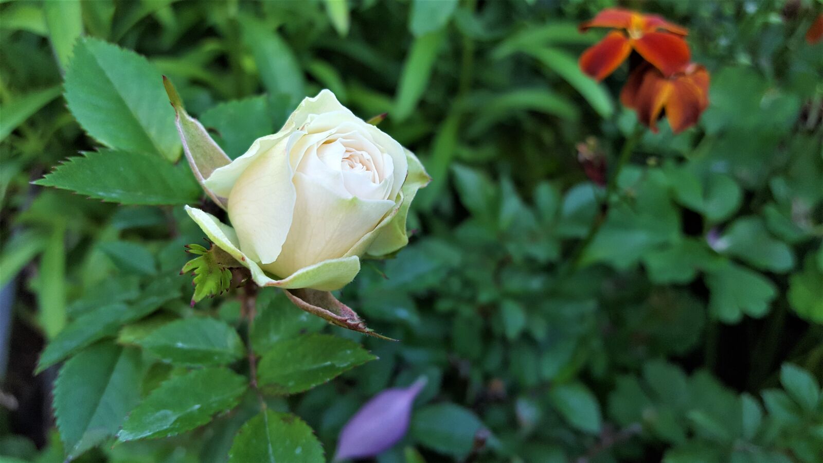 Samsung Galaxy S6 sample photo. Flower, rose, šípová photography
