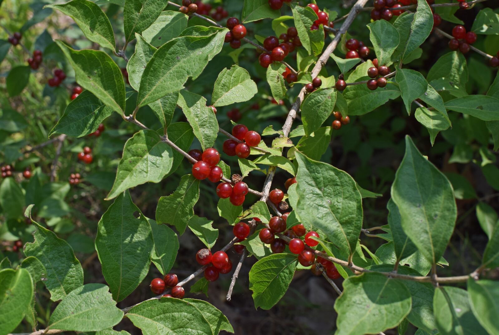 Nikon D3300 sample photo. Wild current berries, current photography