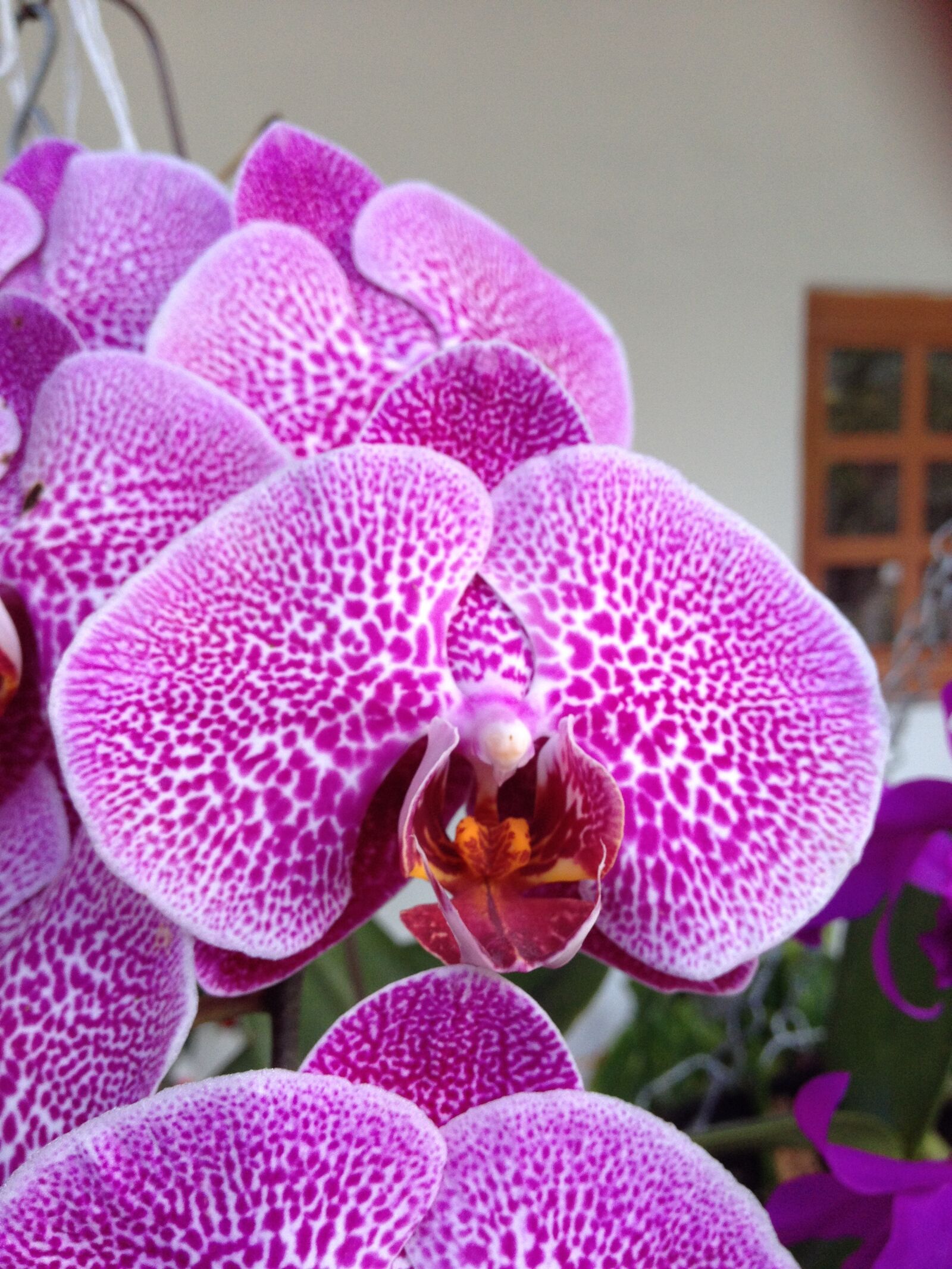 iPhone 4S back camera 4.28mm f/2.4 sample photo. Orchids, exotic, tropical photography