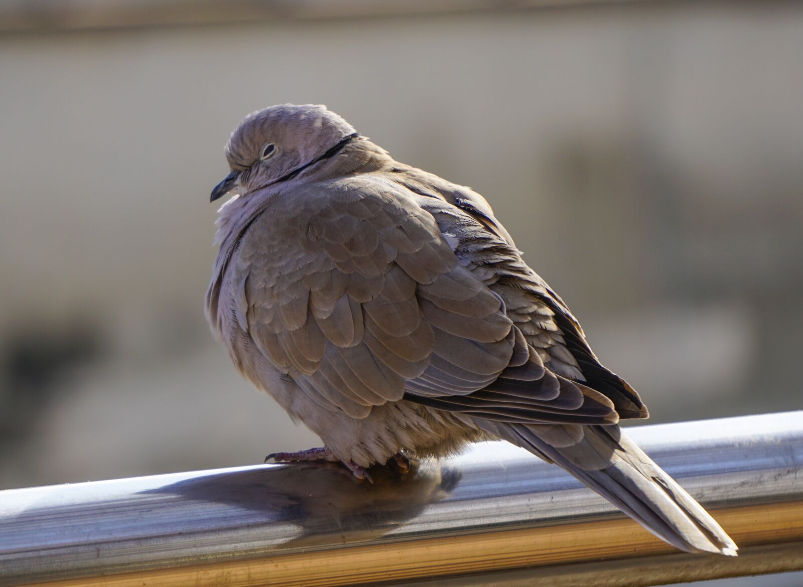 Sony E 55-210mm F4.5-6.3 OSS sample photo. Birds, nature, animalia photography