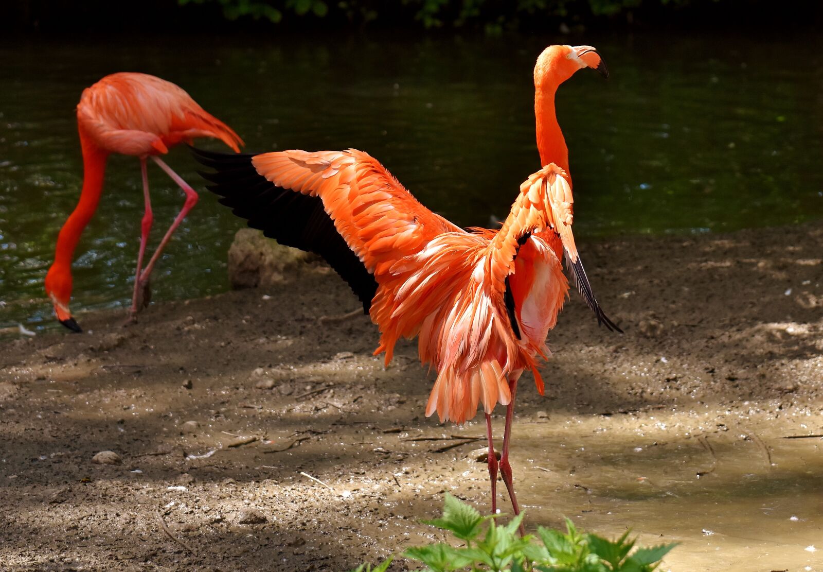 Nikon D7200 sample photo. Flamingos, birds, water bird photography