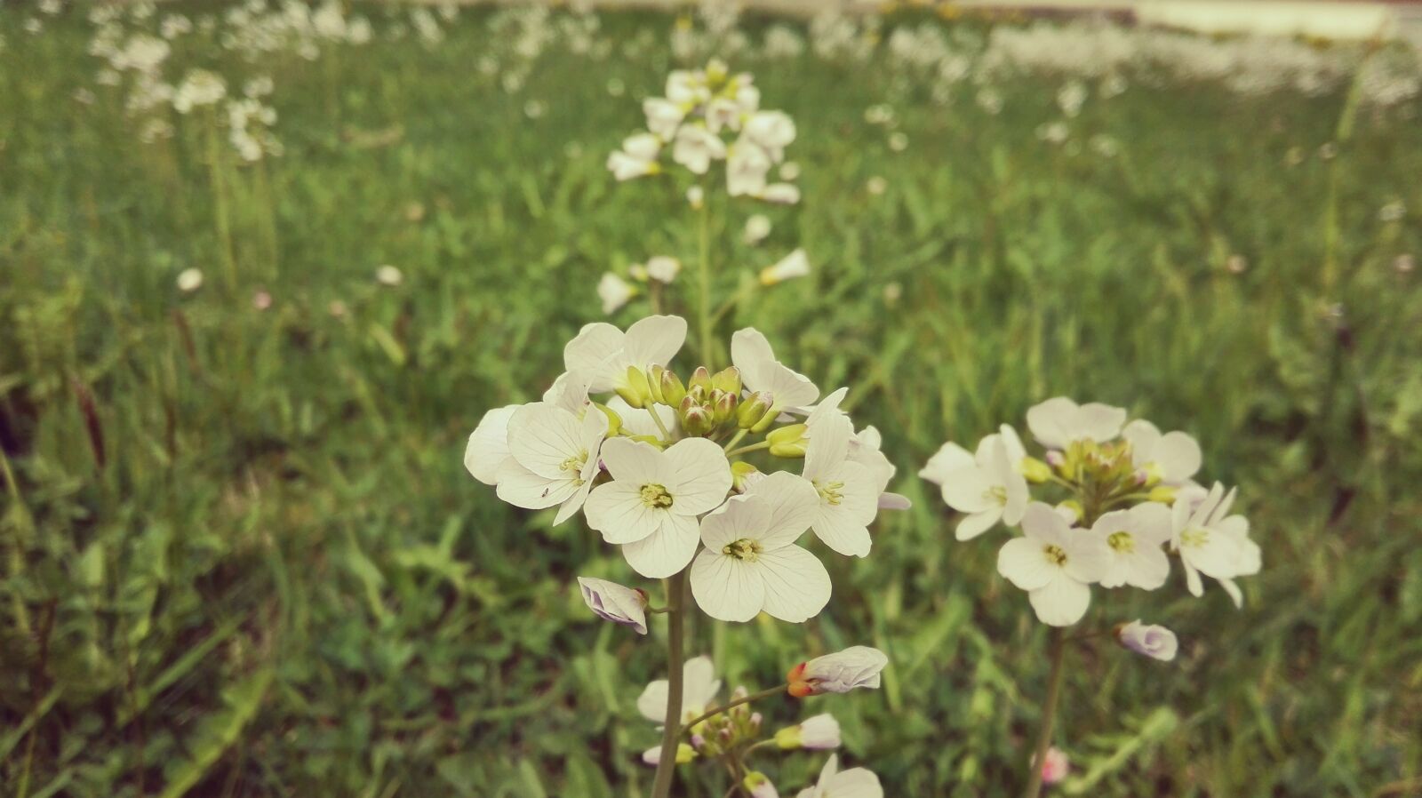 HUAWEI P8 Lite sample photo. Flower, summer, filter photography