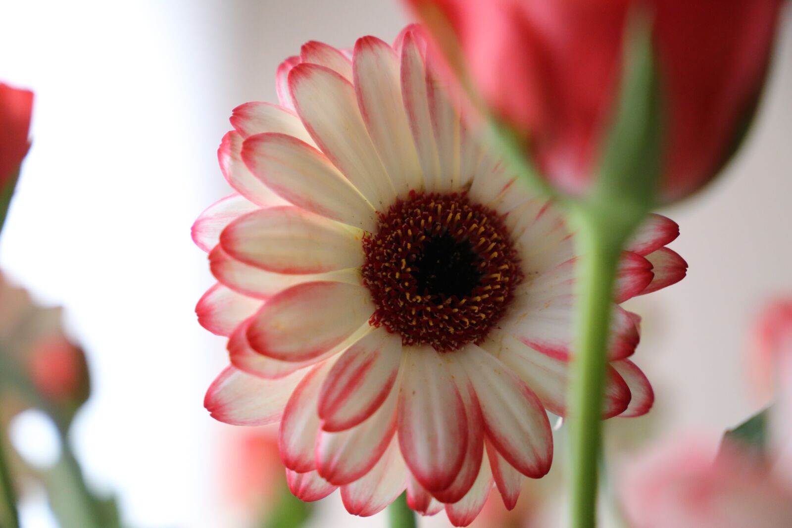 Canon EF 24-105mm F3.5-5.6 IS STM sample photo. Flower, gerbera, focus photography