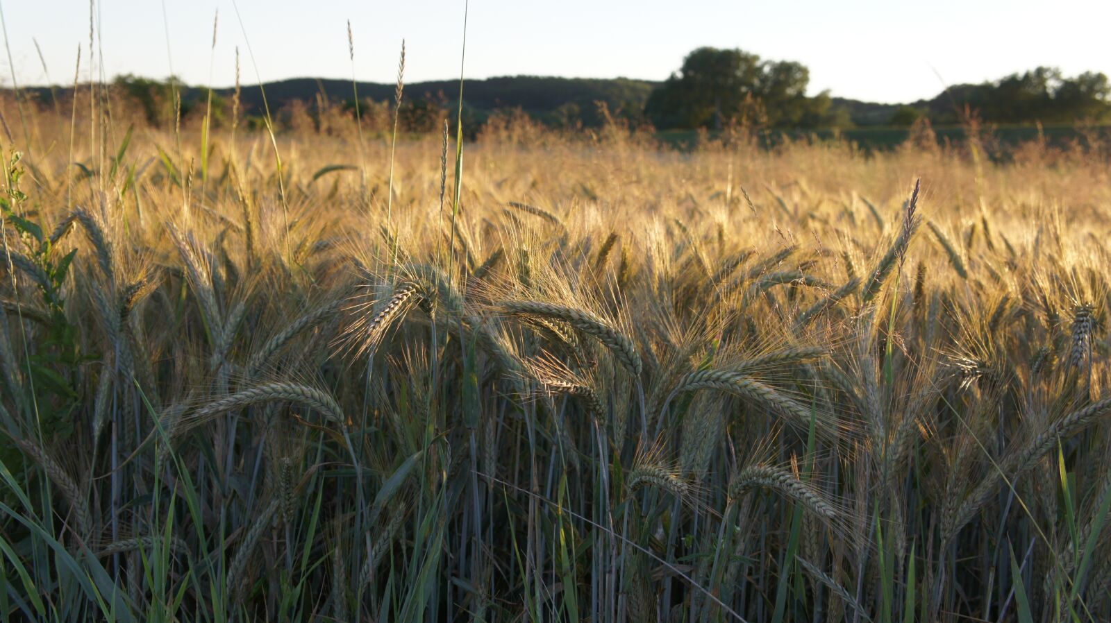 Sony Alpha NEX-3 + Sony E 18-55mm F3.5-5.6 OSS sample photo. Field, grain, sun field photography