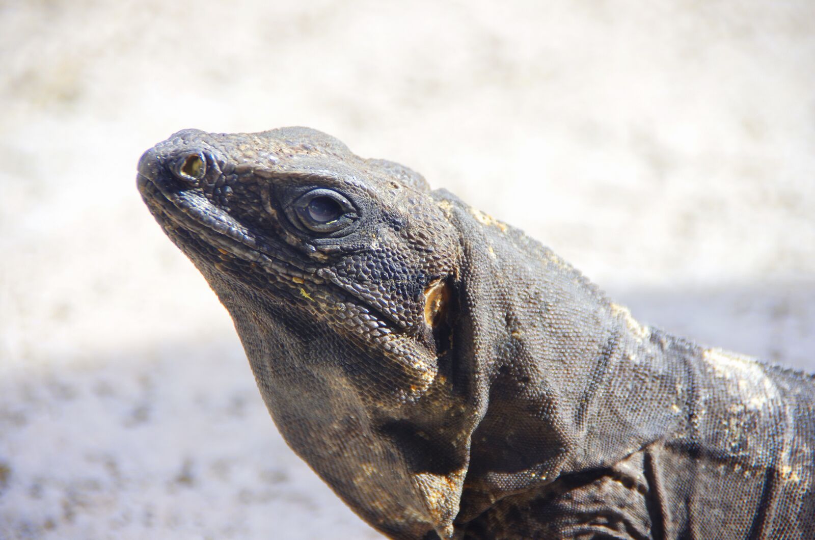 Pentax K-5 sample photo. Iguana, reptile, dinosaur photography