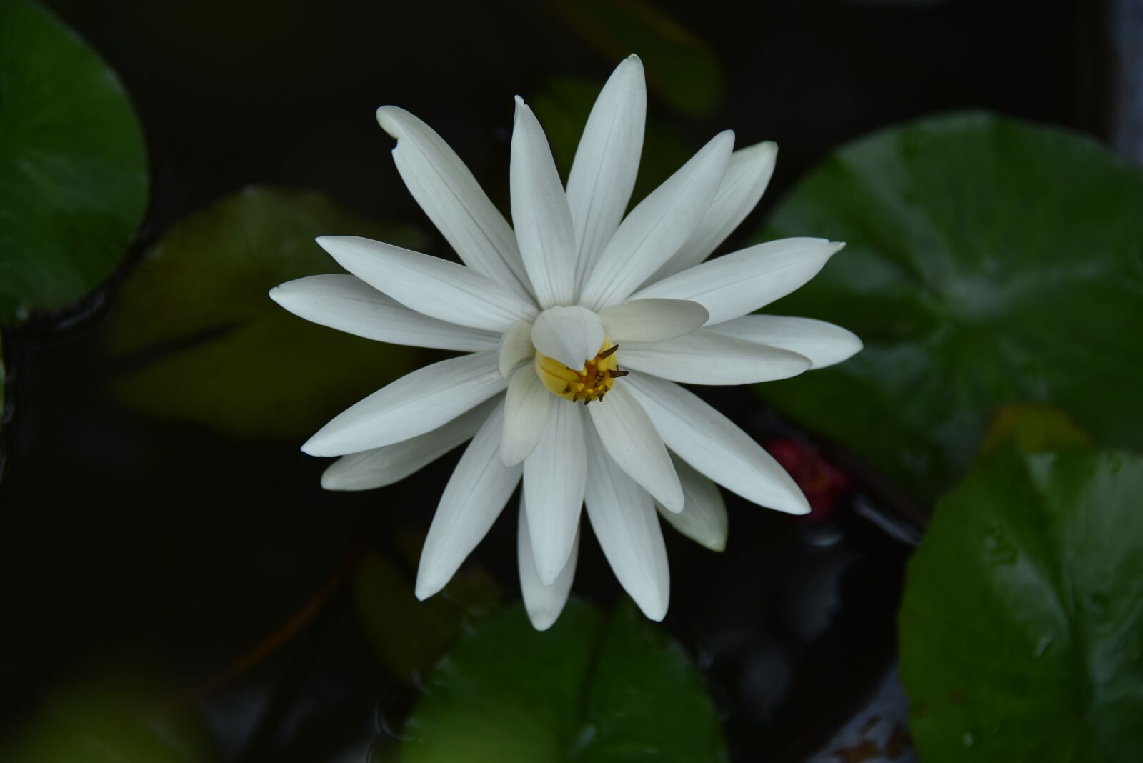 Nikon D7200 sample photo. Lily, white, blooming photography