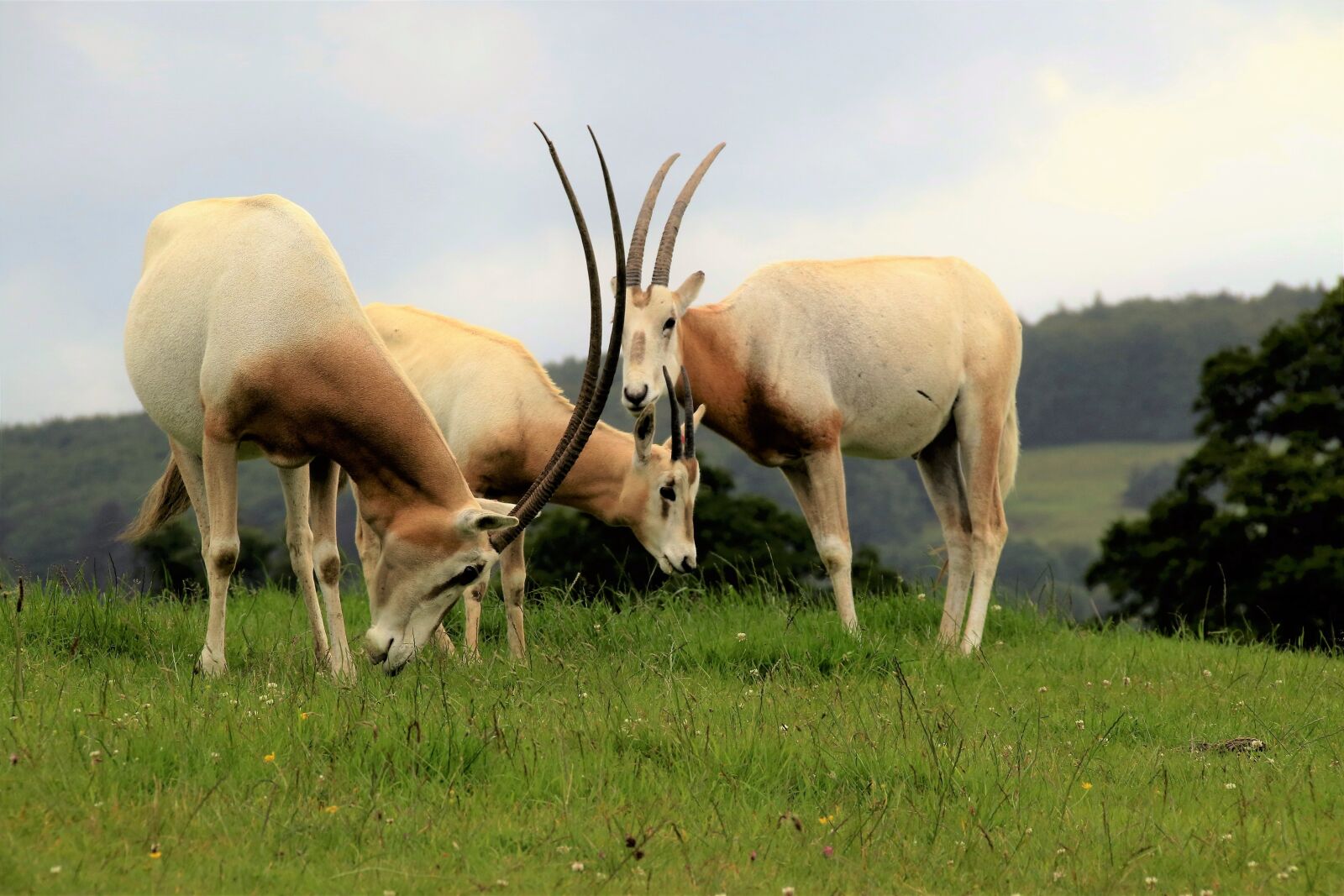 Canon EOS 7D Mark II sample photo. Scimitar oryx, antelope, wildlife photography