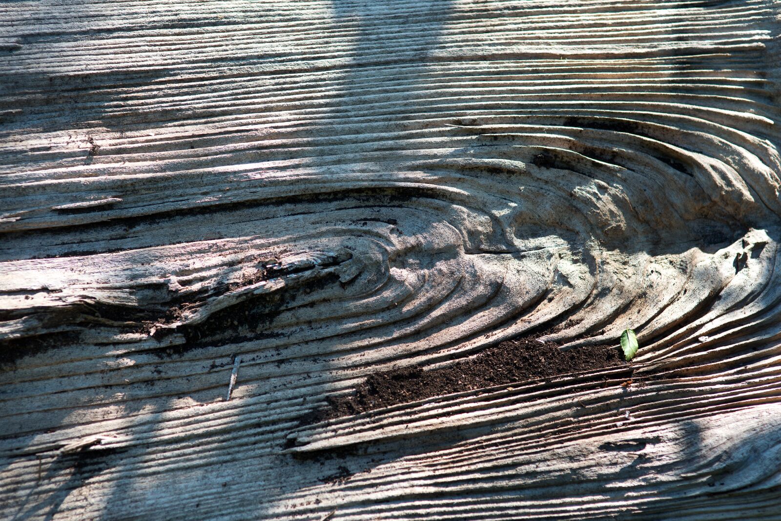 Nikon D800 sample photo. Tree, texture, wood photography