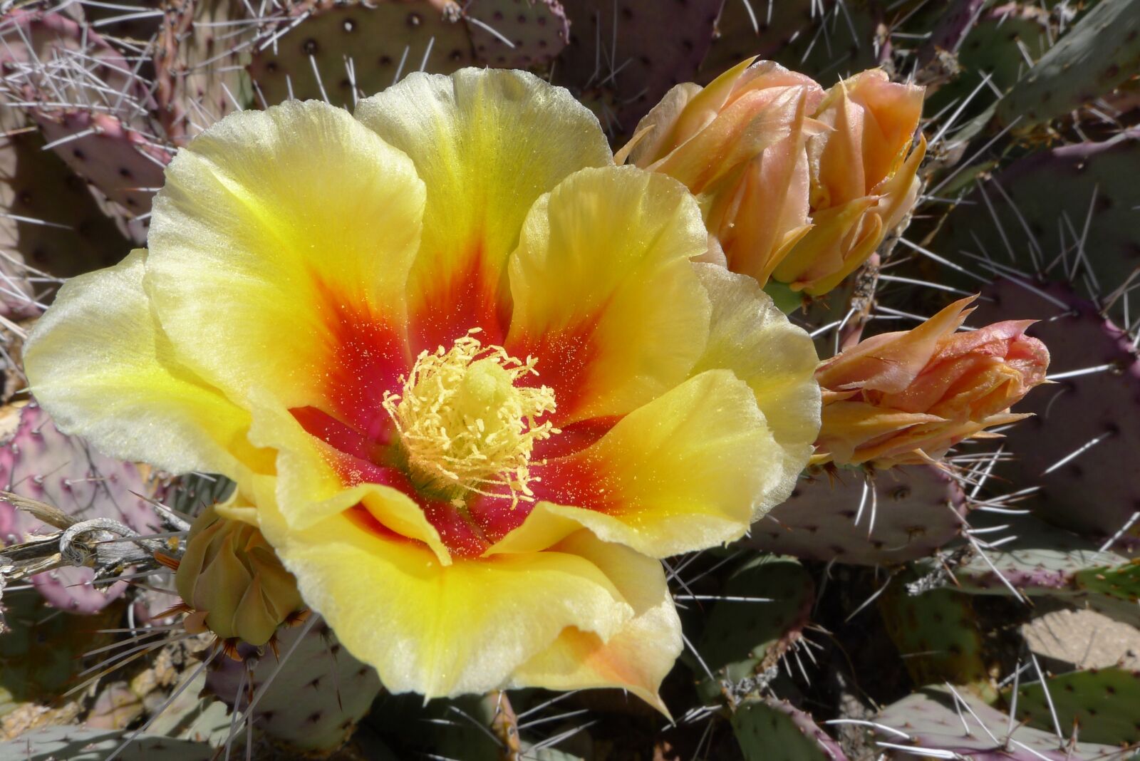 Panasonic Lumix DMC-LX5 sample photo. Cactus, desert, plant photography