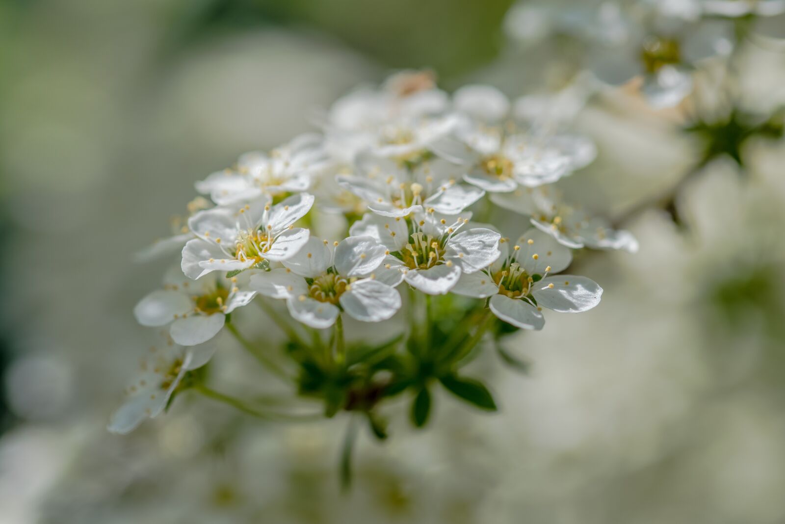 Nikon D750 sample photo. Flower, blossom, spring photography
