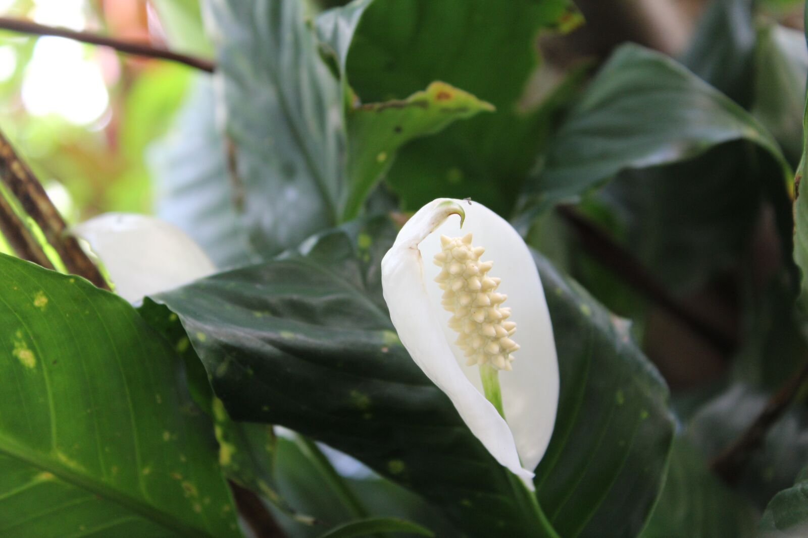 Canon EOS 1300D (EOS Rebel T6 / EOS Kiss X80) sample photo. Peace lily, easter, white photography