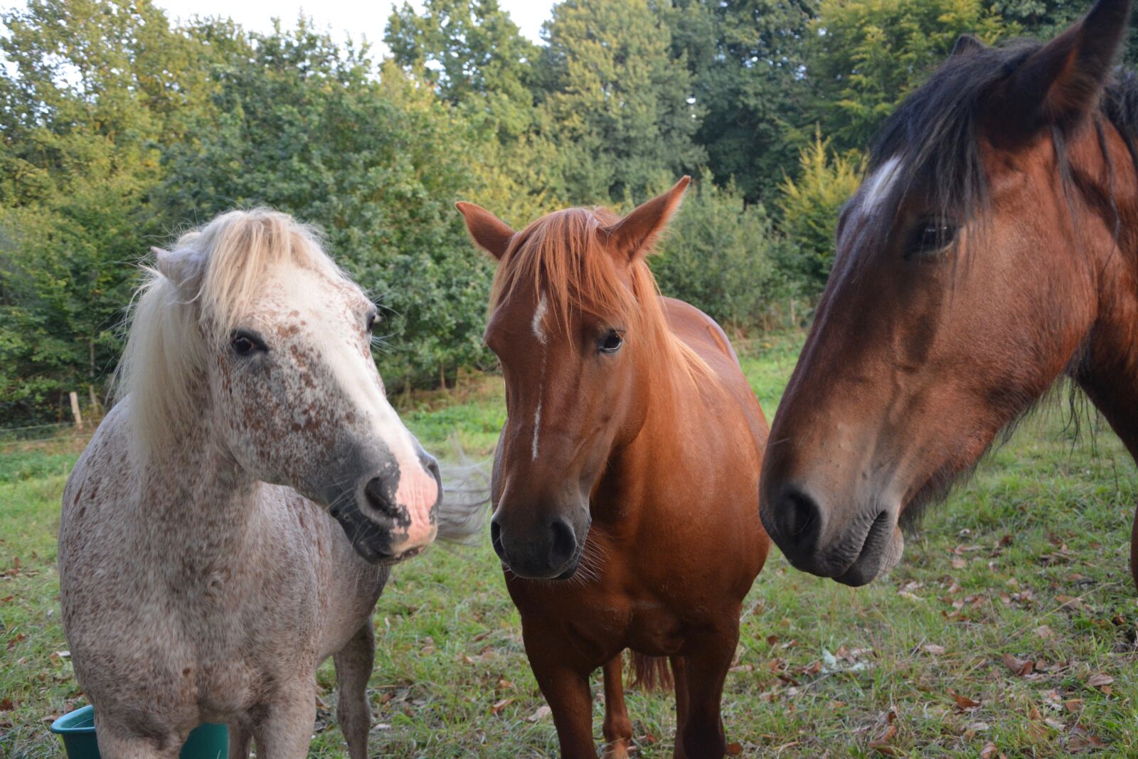 Nikon D5200 sample photo. Horses, horse, pre photography