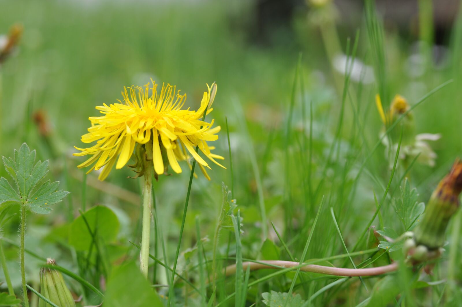 Nikon D90 sample photo. Dandelion, flower, yellow photography