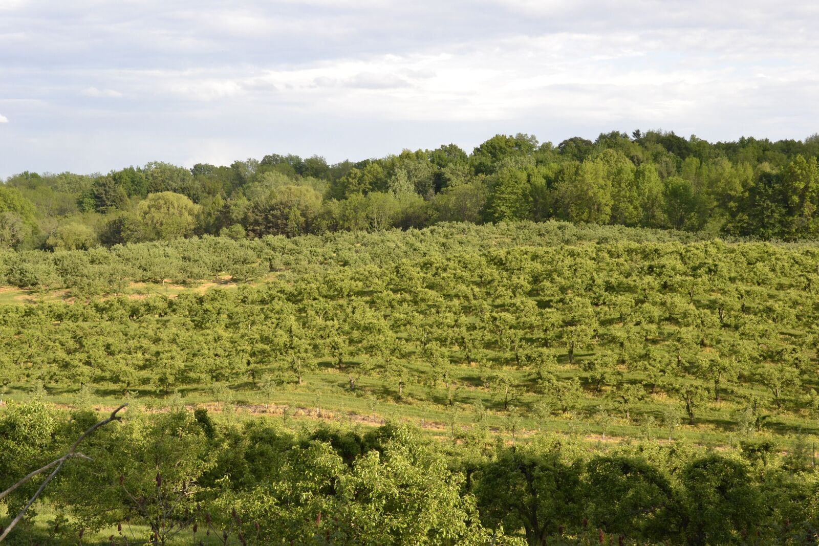 Nikon D3100 sample photo. Orchard, field, green photography