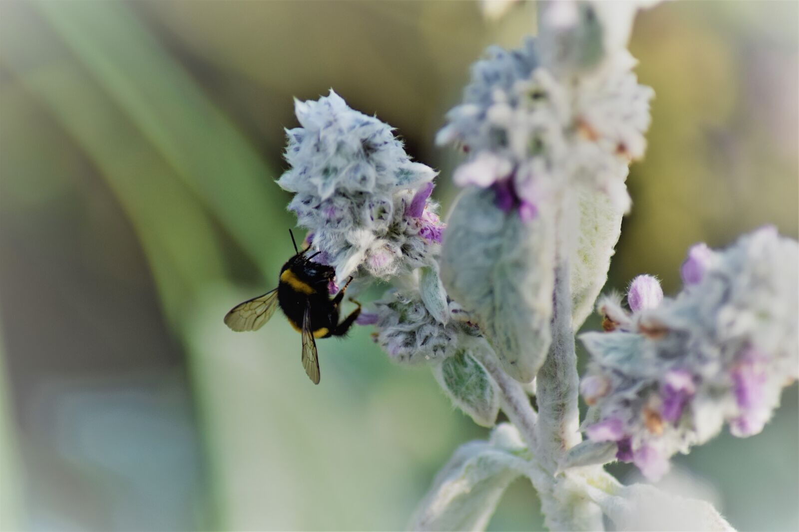 Nikon D3300 sample photo. Flowers, summer, nature photography