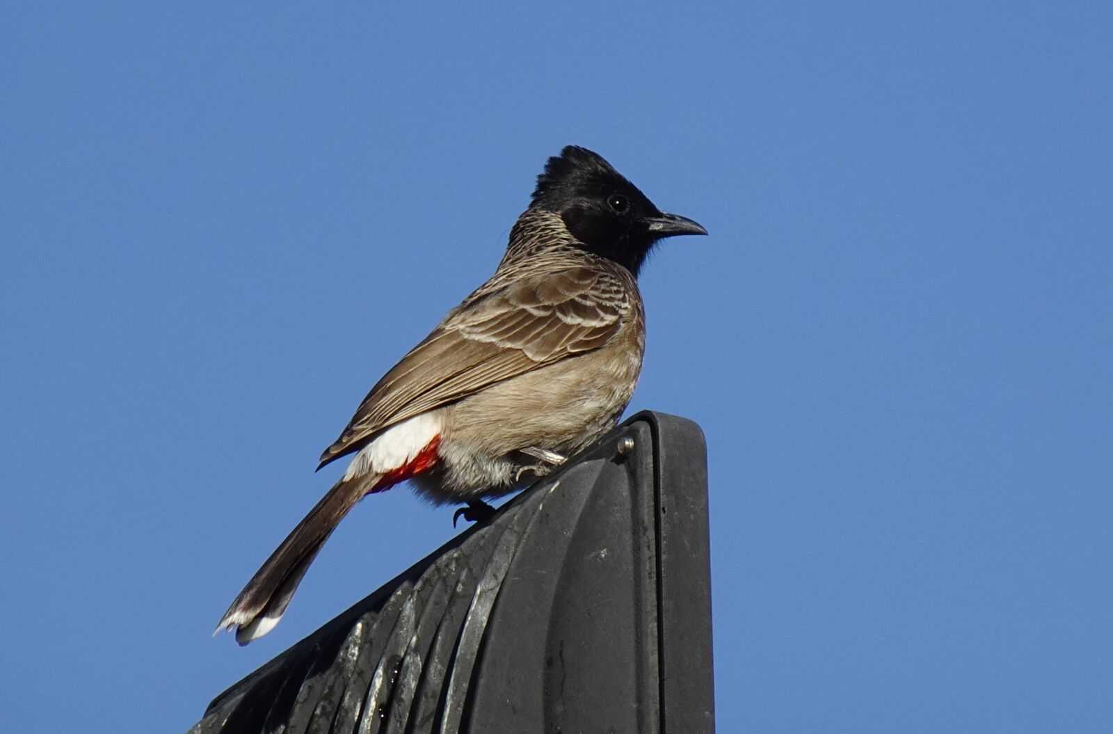 Sony DSC-WX800 sample photo. Bird, red-vented bulbul, pycnonotus photography